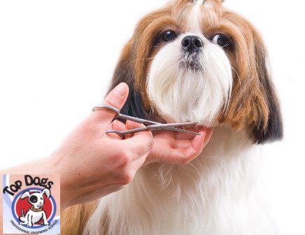 Dog Grooming Offers